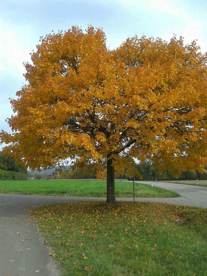Galerie Ueber Den Gaerten Herbolzheim Exteriör bild
